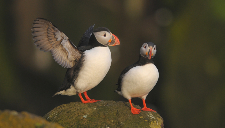C’est bientôt le printemps, les oiseaux chantent à nouveau
